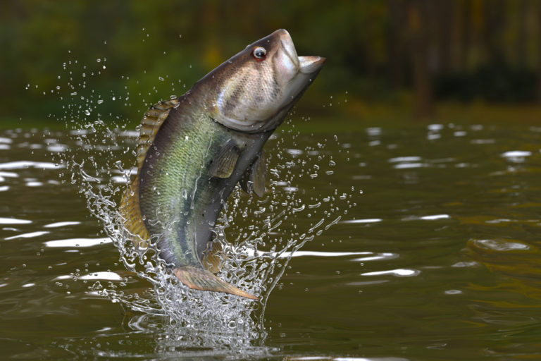 are-largemouth-bass-good-to-eat-red-fish-tour