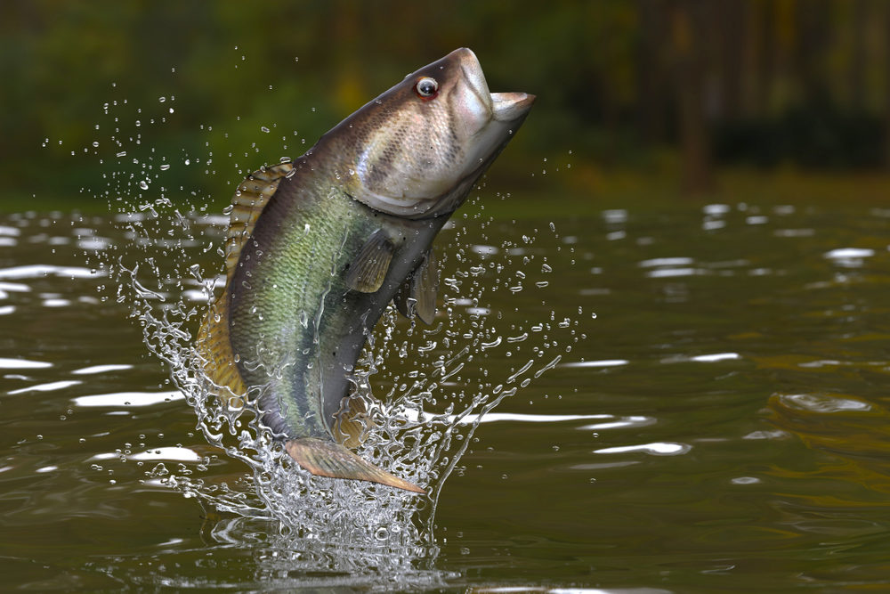 Are Largemouth Bass Good to Eat?