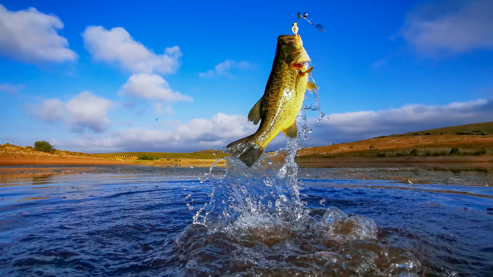 bass fishing tour guide