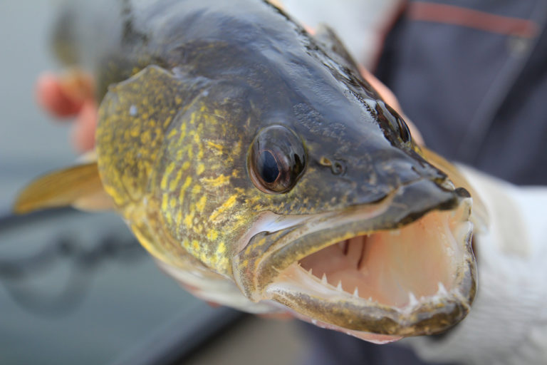 Walleye Teeth Facts: Everything You Need To Know - Red Fish Tour